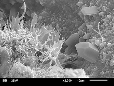 SEM Image of Illite clay